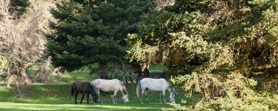 Οδοιπορικό στη Καλοσκοπή και στο Καταφύγιο ΟΙΤΗ ( Video )
